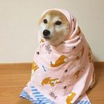 shiba inu stickerpack
