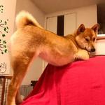 shiba inu stickerpack