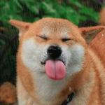 shiba inu stickerpack