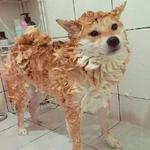 shiba inu stickerpack