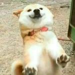 shiba inu stickerpack