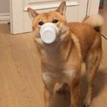shiba inu stickerpack