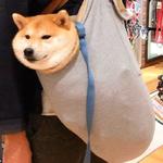 shiba inu stickerpack