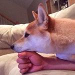 shiba inu stickerpack