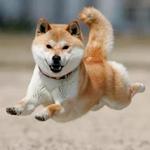 shiba inu stickerpack