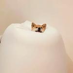 shiba inu stickerpack