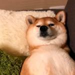 shiba inu stickerpack