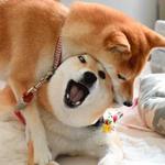 shiba inu stickerpack