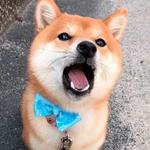 shiba inu stickerpack