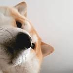 shiba inu stickerpack