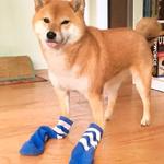 shiba inu stickerpack