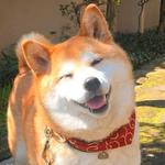 shiba inu stickerpack