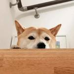 shiba inu stickerpack
