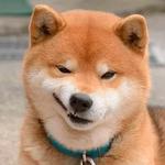 shiba inu stickerpack