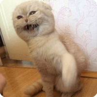 Животные