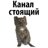 Подпишись, пожалуйста