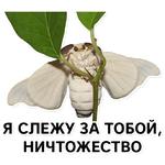 Тутовый шелкопряд