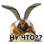 Тутовый шелкопряд