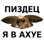 Тутовый шелкопряд