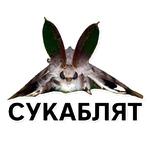Тутовый шелкопряд