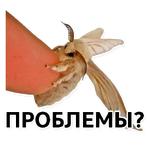 Тутовый шелкопряд