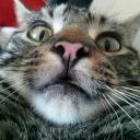 СЫНА ШО ЗА ХУЙНЯ