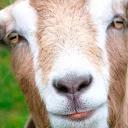 СЫНА ШО ЗА ХУЙНЯ