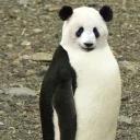 СЫНА ШО ЗА ХУЙНЯ