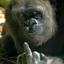 СЫНА ШО ЗА ХУЙНЯ