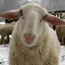 СЫНА ШО ЗА ХУЙНЯ