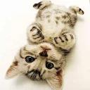 СЫНА ШО ЗА ХУЙНЯ