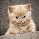 СЫНА ШО ЗА ХУЙНЯ