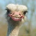 СЫНА ШО ЗА ХУЙНЯ