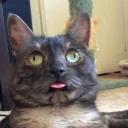 СЫНА ШО ЗА ХУЙНЯ