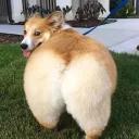 СЫНА ШО ЗА ХУЙНЯ