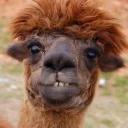 СЫНА ШО ЗА ХУЙНЯ