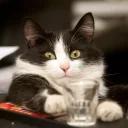 СЫНА ШО ЗА ХУЙНЯ