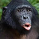 СЫНА ШО ЗА ХУЙНЯ