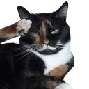 СЫНА ШО ЗА ХУЙНЯ