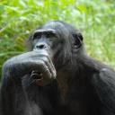 СЫНА ШО ЗА ХУЙНЯ