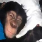 СЫНА ШО ЗА ХУЙНЯ