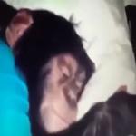 СЫНА ШО ЗА ХУЙНЯ