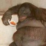 СЫНА ШО ЗА ХУЙНЯ