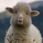 СЫНА ШО ЗА ХУЙНЯ