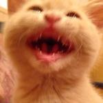 СЫНА ШО ЗА ХУЙНЯ