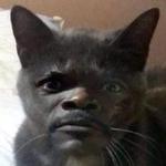 СЫНА ШО ЗА ХУЙНЯ