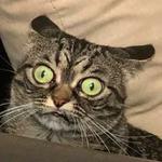 СЫНА ШО ЗА ХУЙНЯ