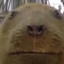 СЫНА ШО ЗА ХУЙНЯ