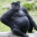 СЫНА ШО ЗА ХУЙНЯ