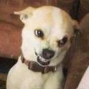 СЫНА ШО ЗА ХУЙНЯ